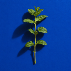 PEPPERMINT