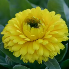Calendula