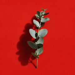 EUCALYPTUS