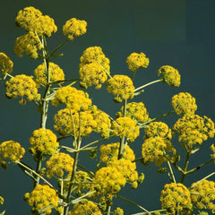 GALBANUM