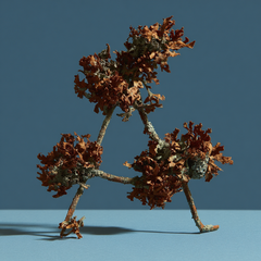 oak moss
