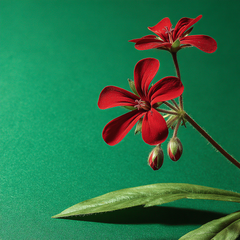 GERANIUM