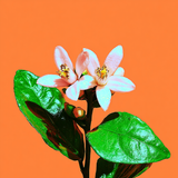 Neroli