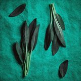Sage