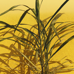 Vetiver
